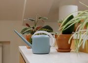 5 Tanaman Hias Indoor untuk Dekorasi Rumah yang Segar dan Modern