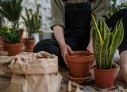 5 Tanaman Hias yang Bebas Serangan Hama Saat Cuaca Dingin