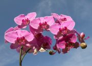 5 Tanaman Hias yang Bisa Membawa Keberuntungan di Rumah