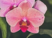 5 Tanaman Hias yang Cocok untuk Libra, Seimbang dan Estetik