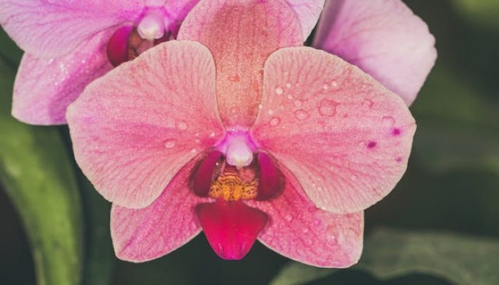 5 Tanaman Hias yang Cocok untuk Libra, Seimbang dan Estetik