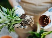 5 Tanaman Hias yang Punya Manfaat Kesehatan