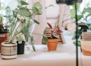 5 Tanaman Hias yang Tak Boleh Kena Cahaya Matahari Langsung