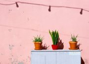 5 Tips Menyiram Tanaman Hias yang Tepat agar Tidak Layu