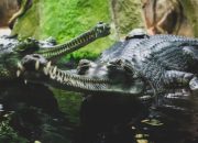 6 Fakta Menarik Tentang Gharial, Buaya Pemakan Ikan Asli India