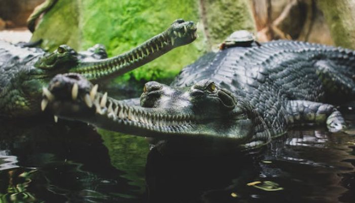 6 Fakta Menarik Tentang Gharial, Buaya Pemakan Ikan Asli India