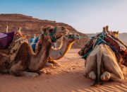 6 Herbivora yang Hidup di Gurun Sahara, Tahan Cuaca Panas