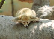 6 Hewan yang Mampu Hidup di Kerasnya Gurun Pasir