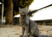 6 Hewan yang Paling Terkenal di Peradaban Mesir Kuno