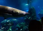 6 Hewan yang Tidak Pernah Tidur, Ada Ikan Hiu Hingga Kuda Nil