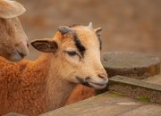 6 Mamalia yang Hidup di Gurun Pasir, Bertahan di Kondisi Ekstrem