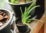 6 Tanaman Hias yang Cocok Untuk Tempat Lembap dan Minim Cahaya