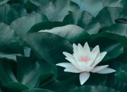 6 Tips Merawat Tanaman Hias Media Air, Tetap Cantik dan Segar