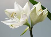 7 Bunga Lili yang Cocok dengan Iklim Tropis, Bisa Ditanam di Indonesia