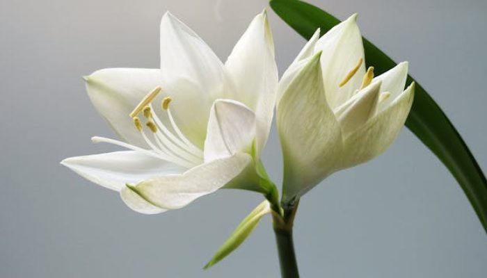 7 Bunga Lili yang Cocok dengan Iklim Tropis, Bisa Ditanam di Indonesia