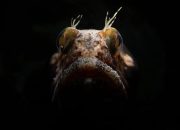 7 Hewan Penghuni Laut Dalam, Anglerfish Salah Satunya