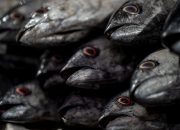 7 Jenis Ikan Laut yang Paling Bertenaga dan Sulit Ditangkap