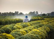 Mengenal Nemawashi, Filosofi Jepang untuk Persiapan yang Matang dan Komunikasi yang Efektif