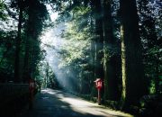 Manfaat Shinrin-yoku bagi Kesehatan Mental, Terapi Hutan untuk Kesejahteraan