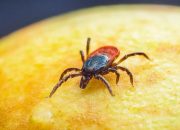 Waspada! 5 Penyakit yang Bisa Ditularkan dari Kutu