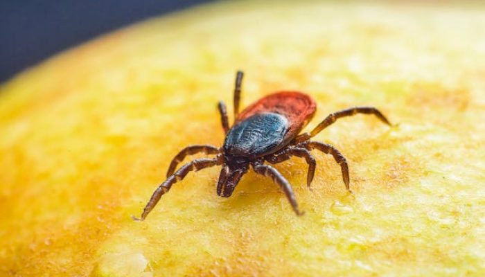 Waspada! 5 Penyakit yang Bisa Ditularkan dari Kutu