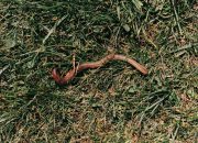 Mengapa Cacing Keluar Saat Hujan