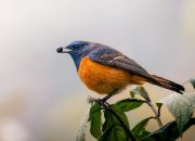 5 Burung Asli Indonesia yang Menarik Perhatian Dunia