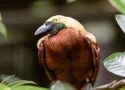 5 Burung dengan Ekor Panjang Terindah di Dunia, Bikin Terpukau