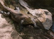 5 Cara Unik Komodo Berburu Mangsa, Mengeluarkan Racun