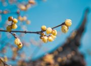5 Fakta Bunga Winter Sweet, Mekar di Musim Dingin dengan Aroma Harum