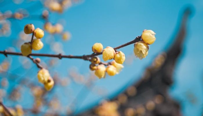 5 Fakta Bunga Winter Sweet, Mekar di Musim Dingin dengan Aroma Harum
