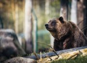 5 Fakta Ilmiah Mengenai Cara Beruang Berburu