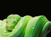 5 Fakta Ilmiah Ular Piton Berburu, Sangat Memukau