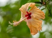 5 Fakta Memukau Hawaiian Hibiscus, Simbol Keindahan dan Kehangatan Hawaii