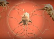 5 Fakta Menarik Cacing Fiktif Neurax Worm, Bikin Merinding