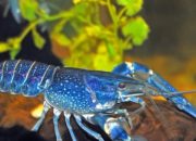 Lobster Biru, Pesona Langka dari Kedalaman Laut