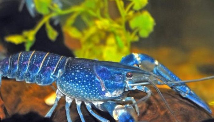Lobster Biru, Pesona Langka dari Kedalaman Laut