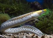 5 Hewan Laut yang Dapat Mengeluarkan Listrik, Apa Saja?
