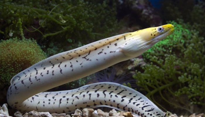 5 Hewan Laut yang Dapat Mengeluarkan Listrik, Apa Saja?