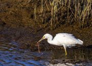 5 Hewan Pemakan Cacing yang Mungkin Belum Kamu Tahu