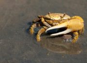 5 Hewan Tangguh yang Kebal terhadap Racun Ikan Buntal