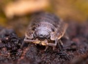 5 Parasit Laut yang Menyebalkan, Bikin Merinding