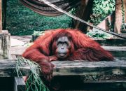 6 Hewan Endemik Pulau Sumatera yang Terancam Punah, Miris dan Sedih