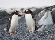 7 Cara Unik Hewan Ungkapkan Rasa Cinta, Bikin Gemas