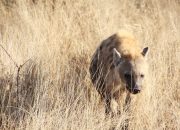 7 Hewan yang Bertahan Hidup di Gurun Kalahari, Tahan Suhu Ekstrem