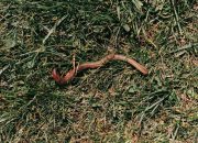 7 Jenis Parasit Berbahaya yang Bisa Bersarang di Tubuh Kita