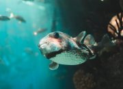 Ngeri! 6 Hewan Laut dengan Senjata Kimia Alami