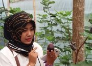 Manfaat Buah Tin Saat Berbuka, Sumber Nutrisi dan Obat Alami dalam Al-Qur’an
