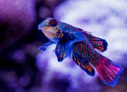 Tips Aman Meninggalkan Hewan Peliharaan Saat Mudik Lebaran