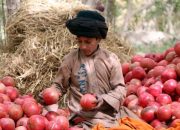 Manfaat Buah Delima Saat Berbuka, Sumber Antioksidan dan Nutrisi dalam Al-Qur’an